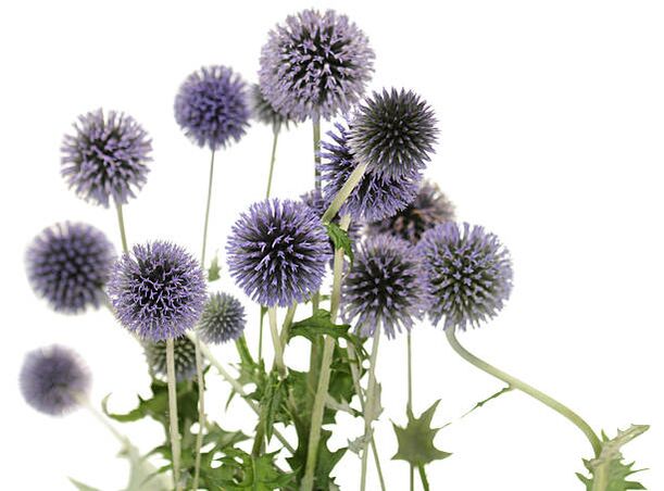 Echinops a Hondro Sol Valgus fa részeként
